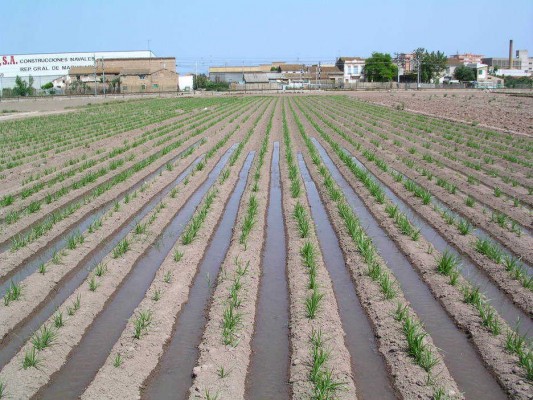 Agricultores ecuatorianos viajan a Alicante y Valencia a aprender de riego

