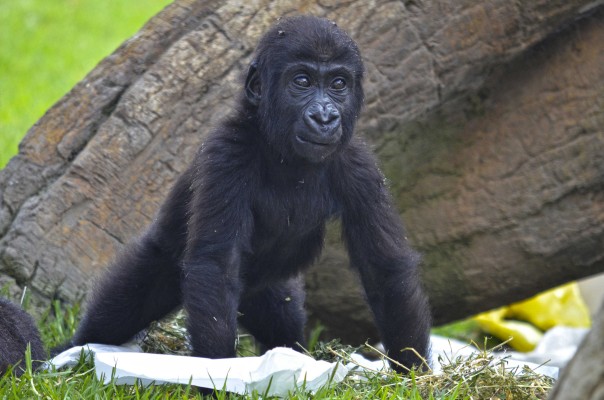 La pequeña gorila Virunga celebra su primer año de vida en el Bioparc