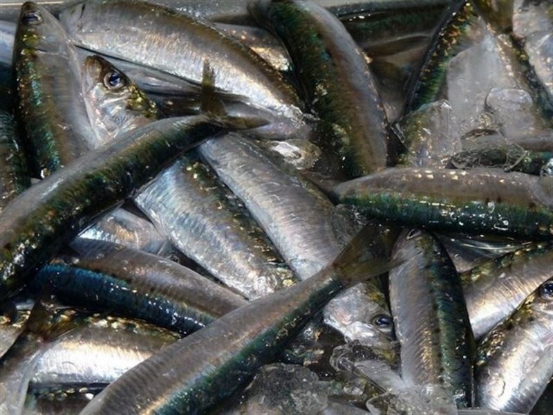 Desarrollan tratamientos naturales para reducir la presión arterial a partir de descartes de pescados