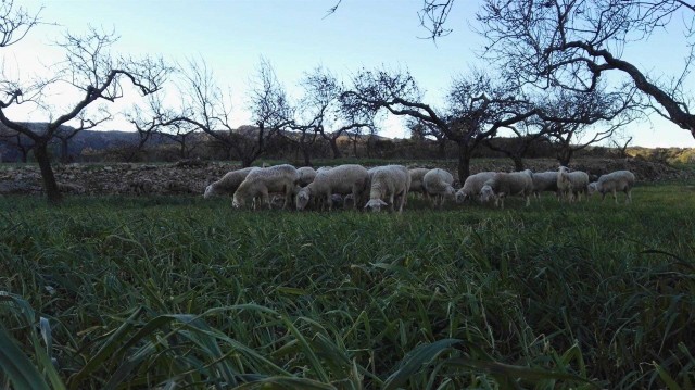 Un pastor de Xert prepara el primer sistema de fabricación no contaminante de queso de oveja