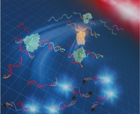 Desarrollan un método que amplifica el ADN para poder usarlo en robótica molecular