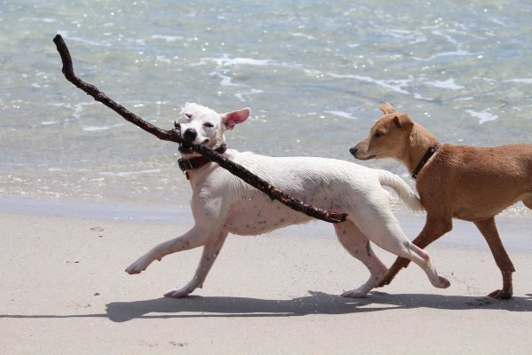 Veterinarios piden precaución para evitar quemaduras, picaduras o dermatitis en los perros durante el verano