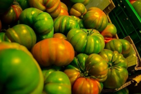 Científicos describen el gen de los tomates que te comías antes: grandes, sabrosos y gordos
