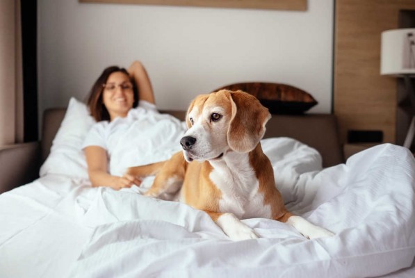Se admiten mascotas: los alojamientos turísticos apuestan por el 'dog friendly' como especialización