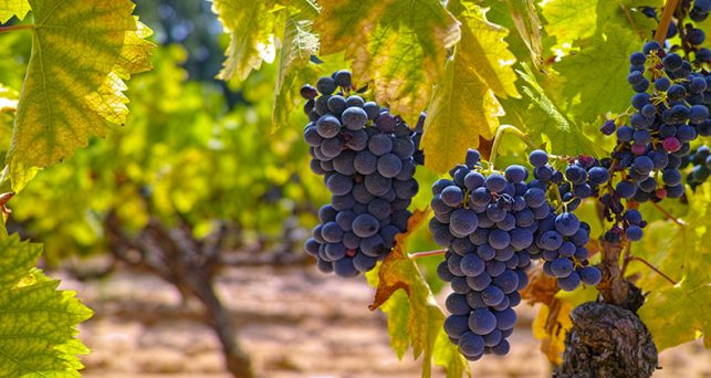 La Comunitat Valenciana recibirá 10 millones de euros del Gobierno para el sector vitivinícola