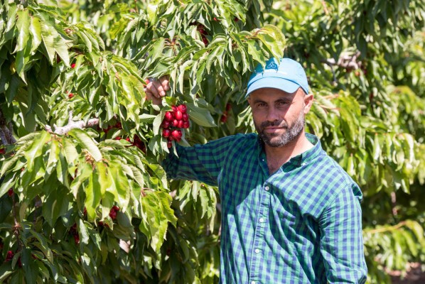 Molina y Azorín, la pequeña empresa familiar de Villena que cultiva las cerezas de Mercadona