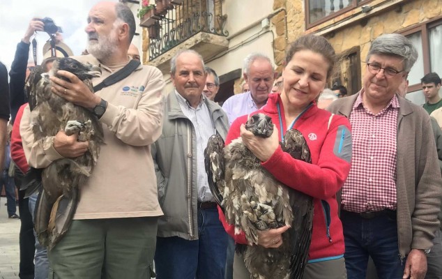 Medio Ambiente libera dos nuevas crías de quebrantahuesos en la Tinença de Benifassà