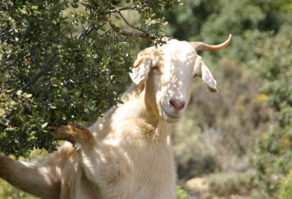 Los veterinarios dicen que los casos de sarna reflejan la superpoblación de ciertas especies