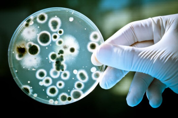 Investigadores sugieren que disminuir las bacterias peligrosas puede ser más eficaz que matarlas