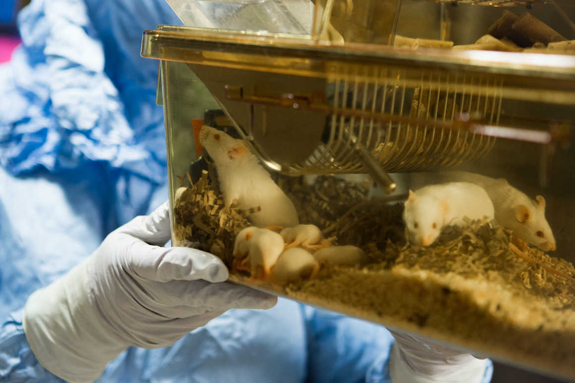 Experimentación animal: Por qué es necesaria 