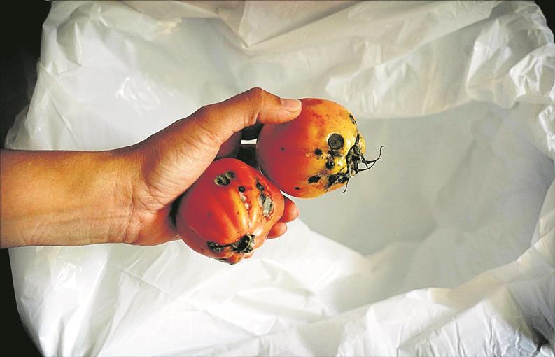 Los españoles tiran a la basura hasta el 20% de pan, frutas y verduras