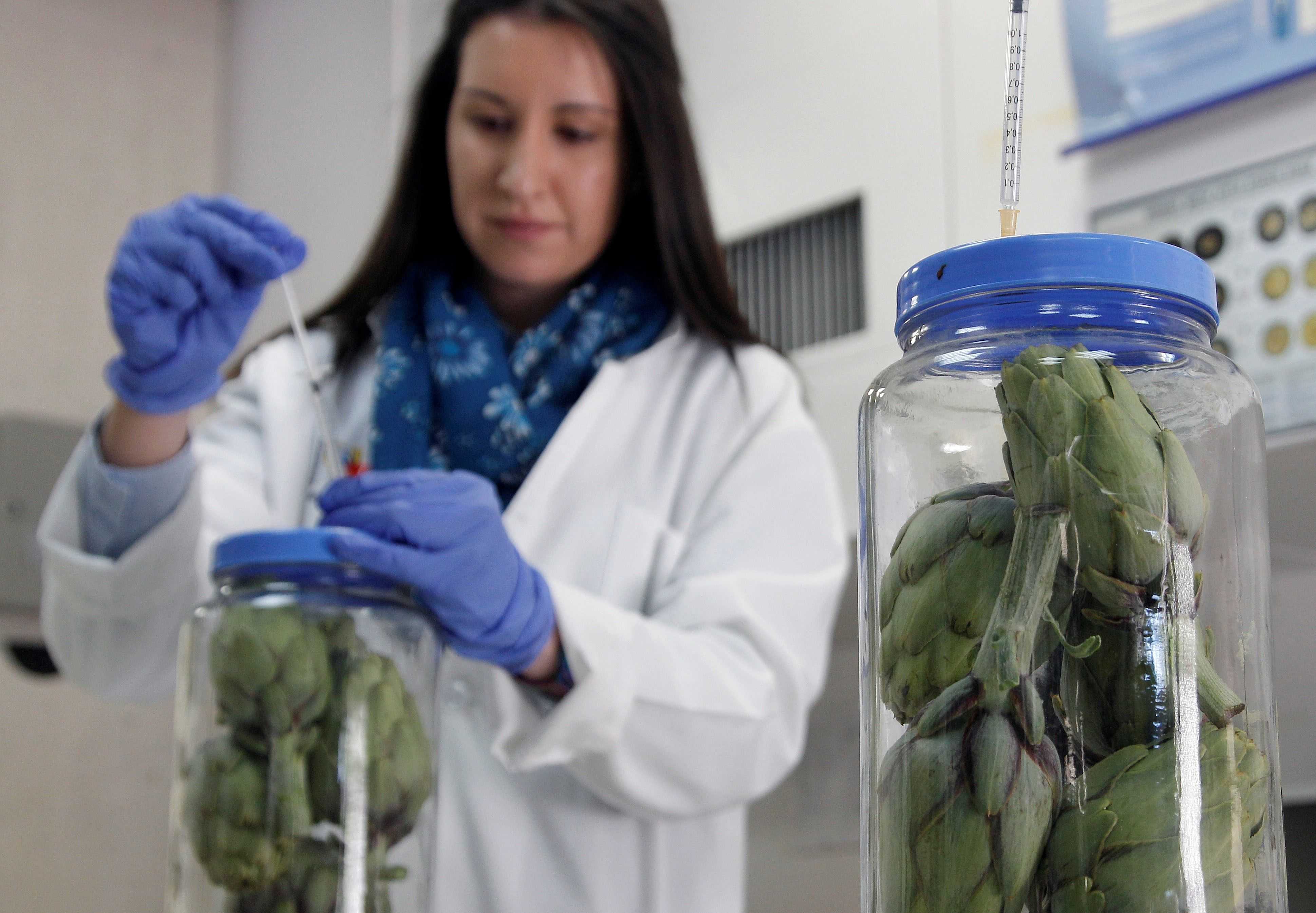 Un nuevo envasado que alarga la vida de la alcachofa y ayuda a su exportación