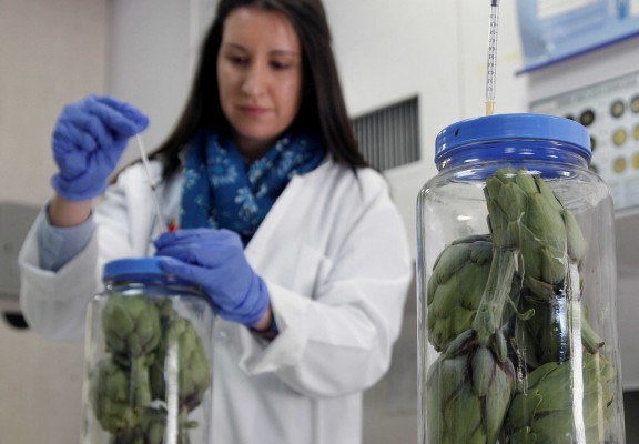Un nuevo envasado que alarga la vida de la alcachofa y ayuda a su exportación