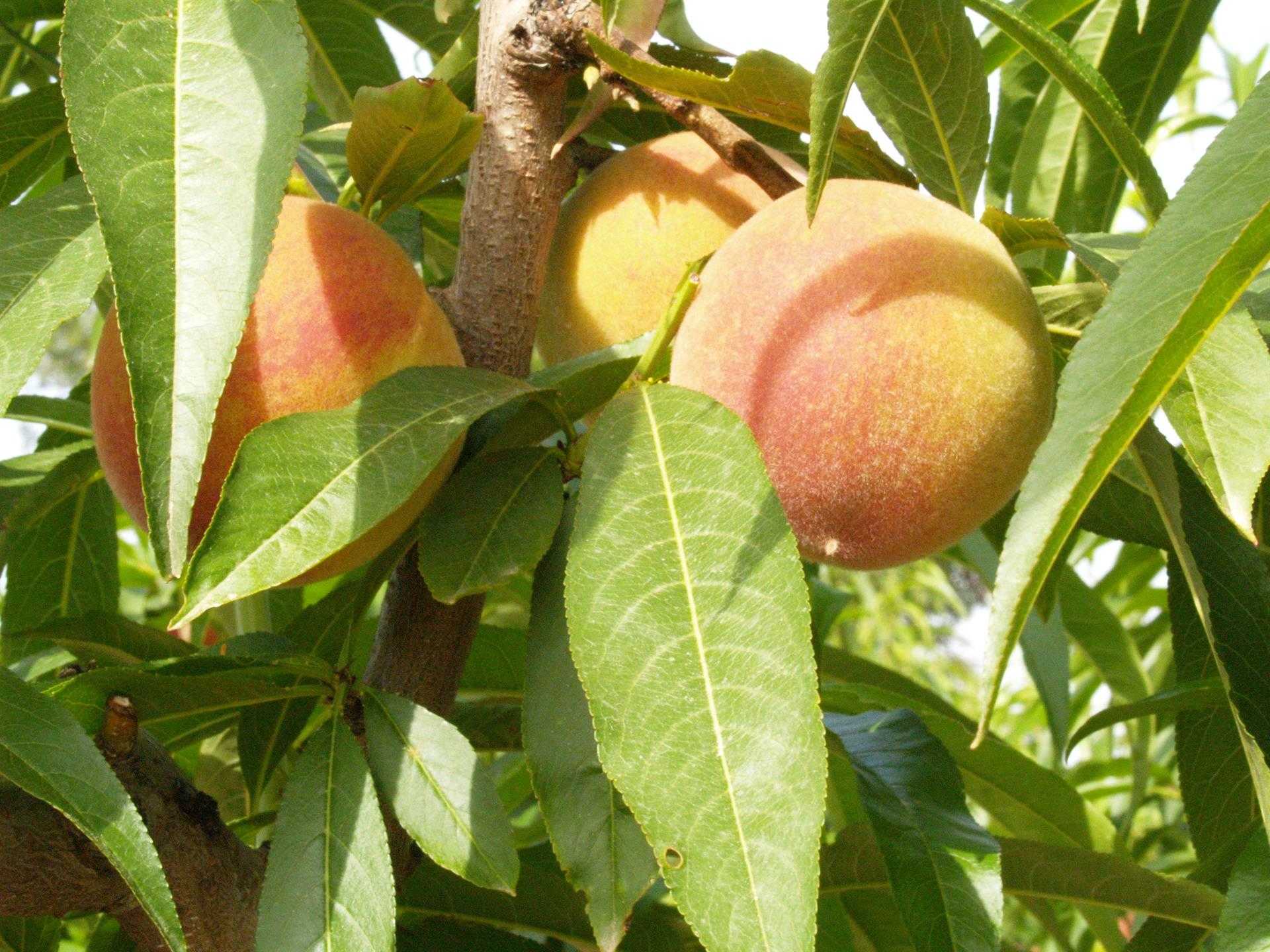La Unió alerta que el precio de la fruta de verano es un 60% más bajo que hace un año