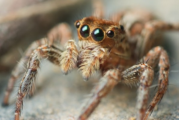 Identifican 16 especies de insectos sin registrar en l'Albufera de Valencia