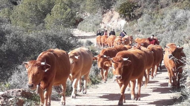 Vilafranca pone en valor la trashumancia y el patrimonio rupestre