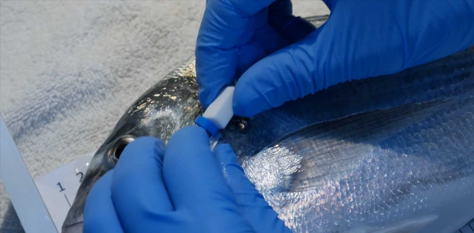 Investigadores de Castellón diseñan un biosensor para controlar la salud de los peces en piscifactorías