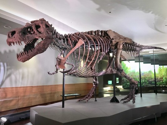 El 'primo' tailandés del tiranosaurio
