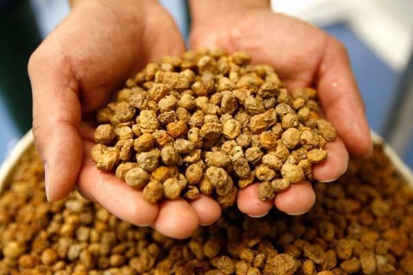 Un estudio demuestra que el consumo de chufa de València mejora la visión
