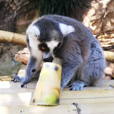 Un microclima para los animales en verano