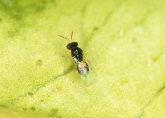 El IVIA estudia liberar una avispilla para frenar al vector del dragón amarillo, mortal para la naranja