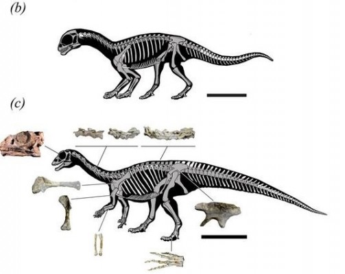 El dinosaurio que andaba como los humanos: a cuatro patas al nacer y erguido de adulto