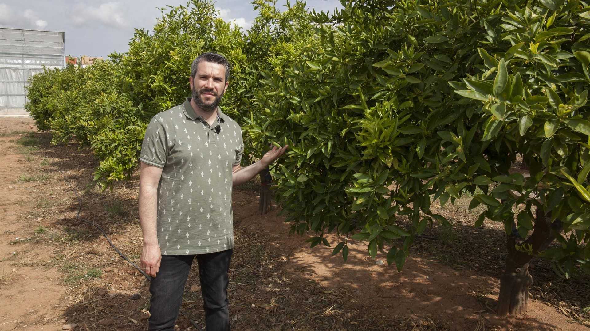 El cambio climático pone en riesgo el comercio de críticos, viña y olivo, según un estudio de la UJI