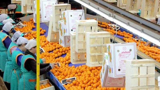 Los exportadores de cítricos de Castellón alertan: el sector, en riesgo por la competencia desleal, el abandono y la falta de relevo