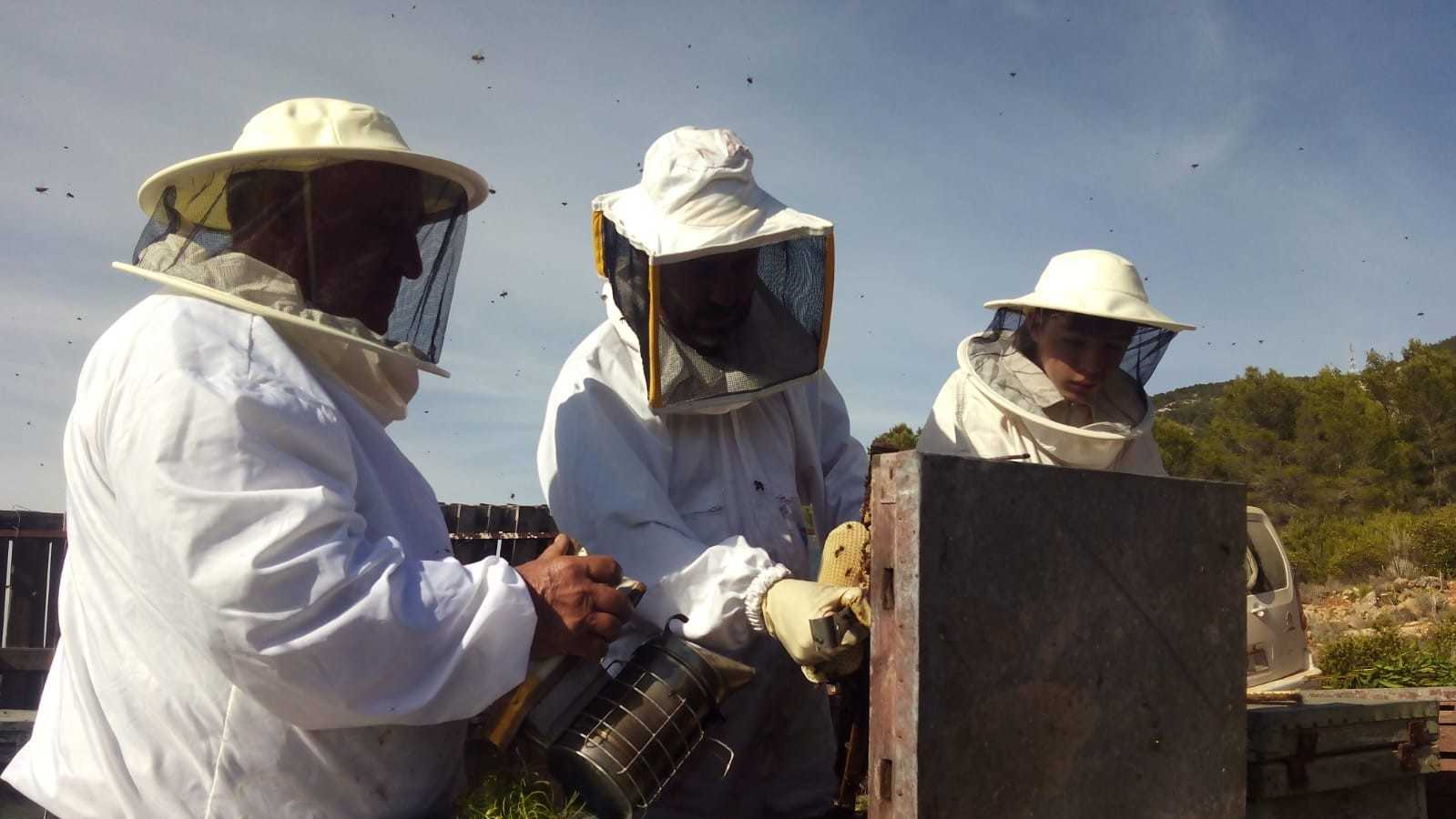 La polinización de las abejas aporta más de 400 millones al año a la agricultura de la Comunitat