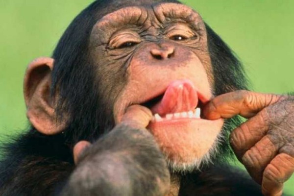 Los chimpancés y los niños son capaces de imitar gestos para comunicarse entre ellos