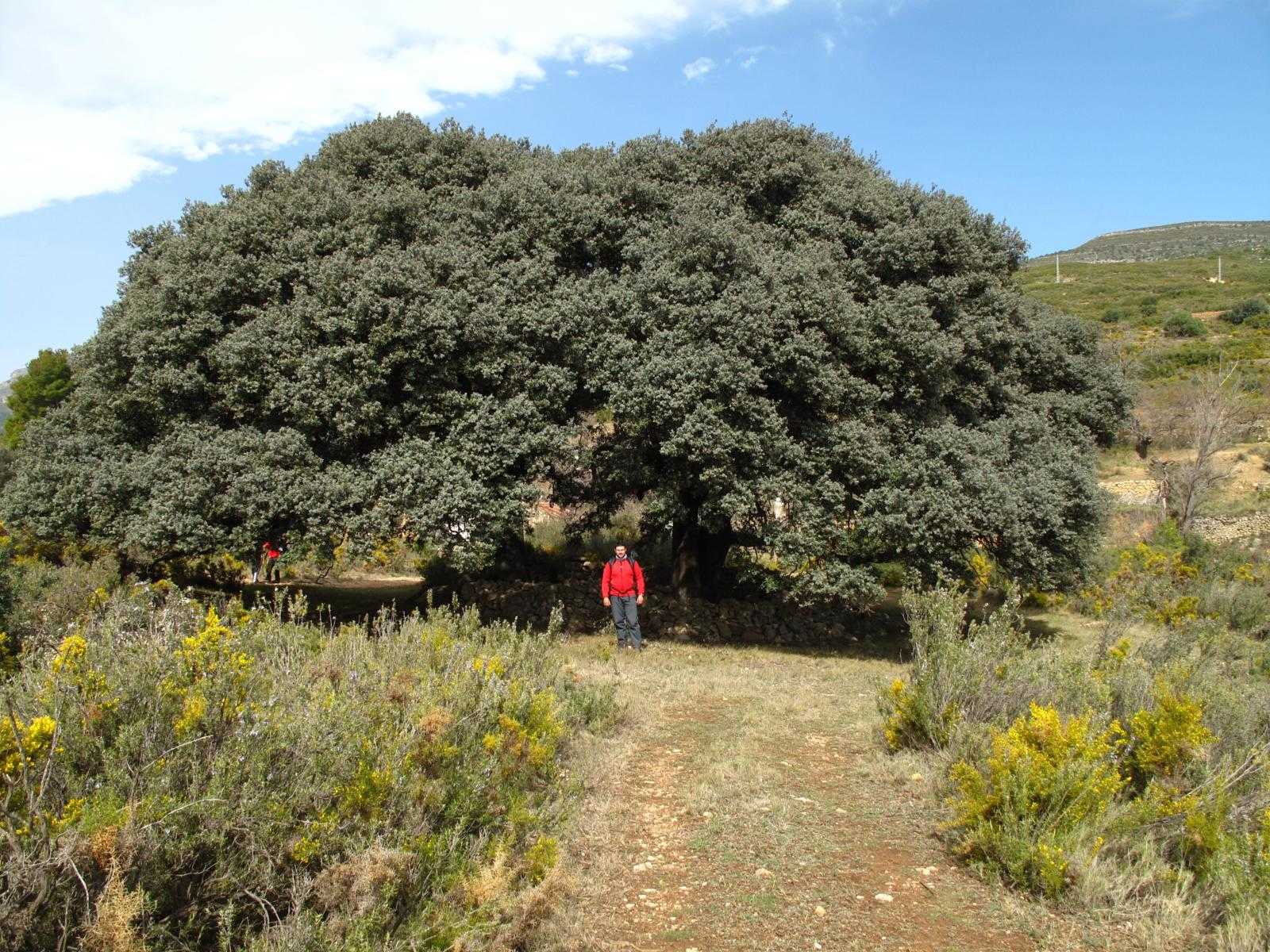 La Diputación aporta 20.000 € para la conservación de los 198 árboles monumentales de 49 municipios