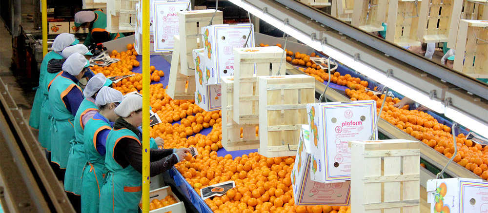 San Alfonso y Agroal crean un gigante citrícola con 100.000 toneladas de producción... durante 5 años