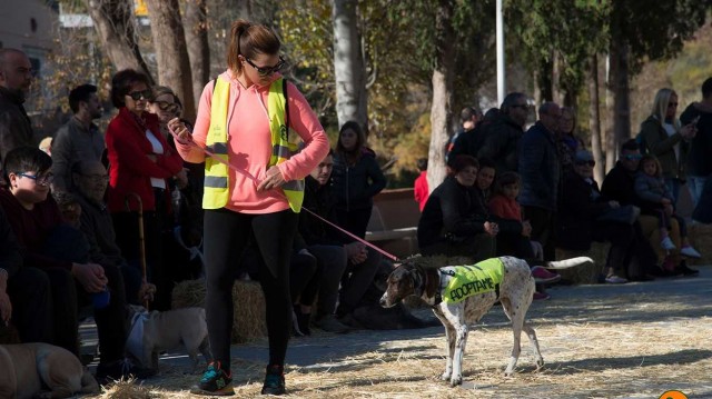 La Vall d'Uixó promueve la adopción de animales con el III Encuentro Solidario de Mascotas