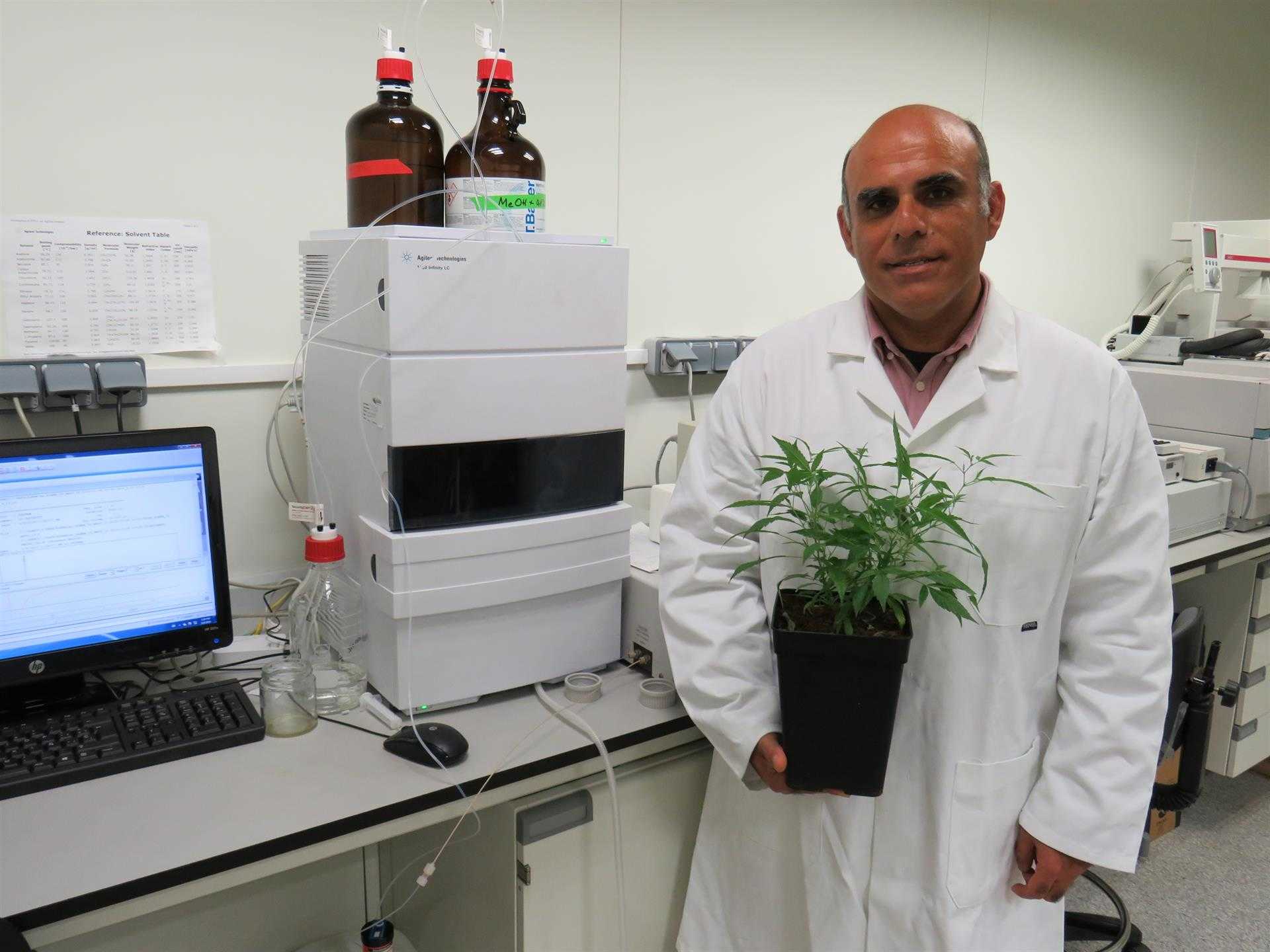 Desarrollan la primera variedad de cannabis legal no psicoactiva y con alto potencial medicinal en alzheimer o parkinson