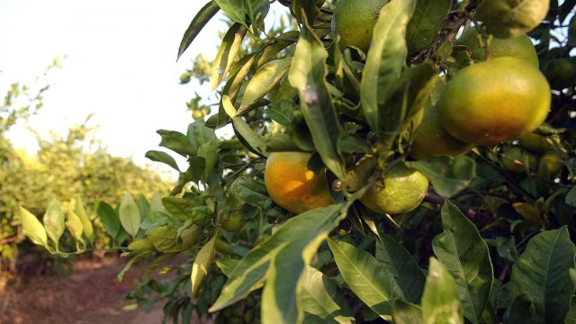 El PSPV-PSOE le quita hierro a la problemática de la importación de naranja Sudafricana