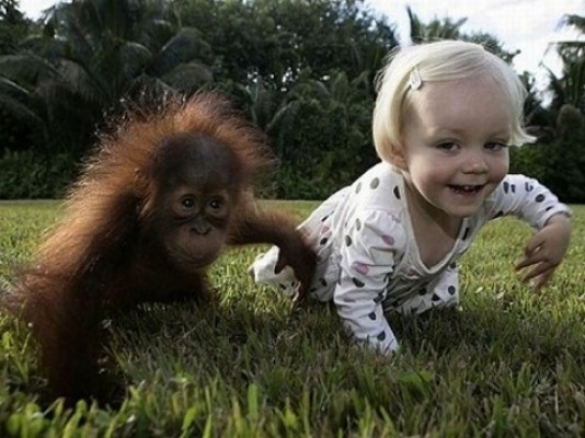 Los chimpancés y los niños son capaces de imitar gestos para comunicarse entre ellos