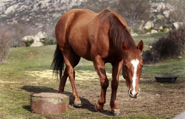 Condenado un carnicero de Castelló por vender carne de caballo como si fuera de vaca