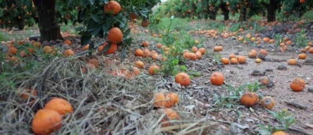 AVA cifra en tres millones las pérdidas por el pedrisco en uva, naranja y caqui en Utiel-Requena