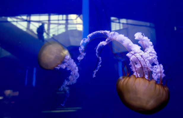Las medusas 