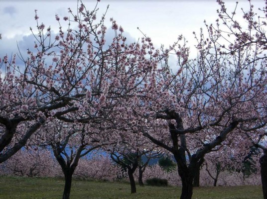 La Unió de Llauradors evalúa en 14 millones las pérdidas en el almendro por las heladas de abril