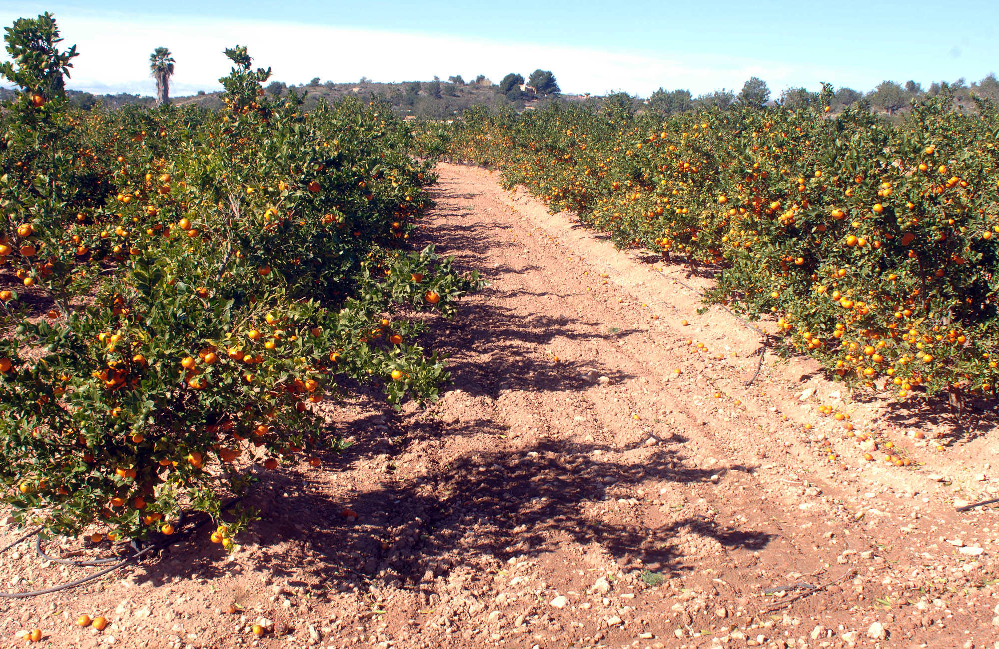 La Comunitat Valenciana ha producido más de 4 millones de toneladas de naranja esta campaña