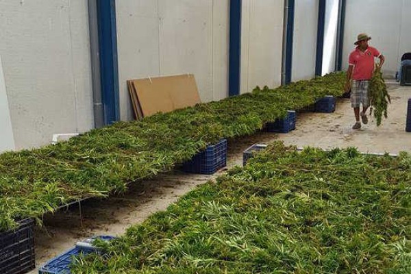 La canadiense Canopy Growth compra la firma alicantina de marihuana medicinal Cafina