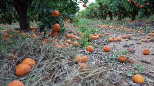 La naranja no interesa... ni a los ladrones