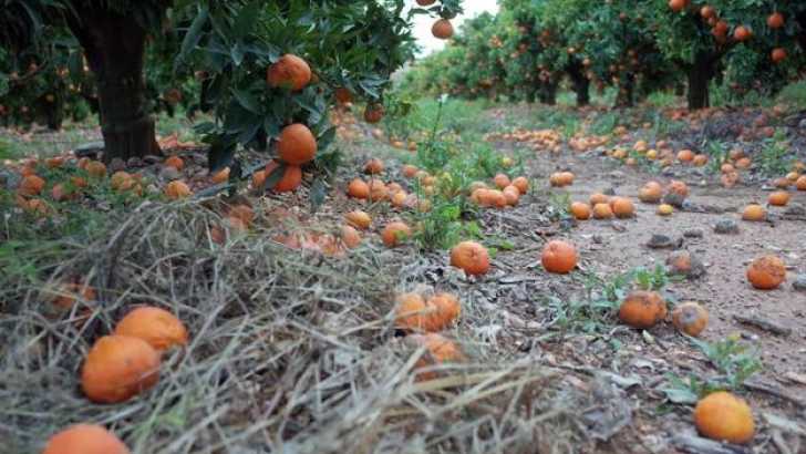 La naranja no interesa... ni a los ladrones
