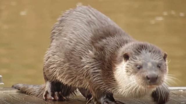 La nutria llega al Parque Natural del Prat de Cabanes-Torreblanca