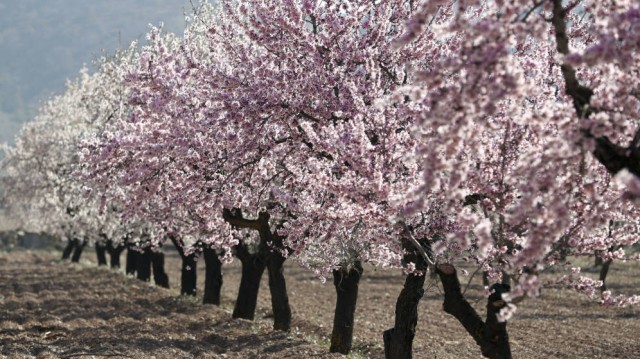 Almendros y granados
