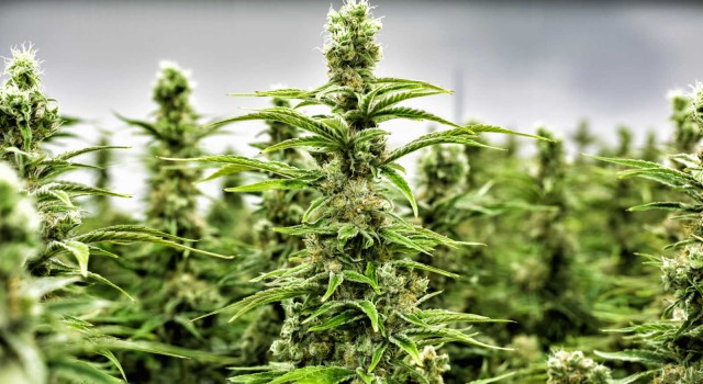 Plus500, primera plataforma de negociación de CFDs en ofrecer acciones de un índice de cannabis