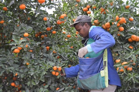 Sudáfrica eleva la presión con un nuevo récord de venta de cítricos a la UE: las importaciones crecen un 10% en julio