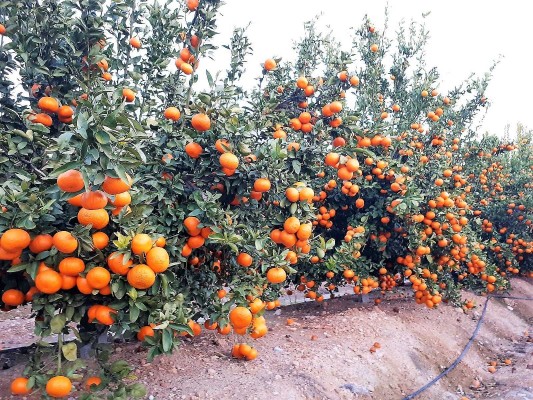 Citricultores de Castellón plantan 120 hectáreas de la mandarina tardía spring sunshine en un año