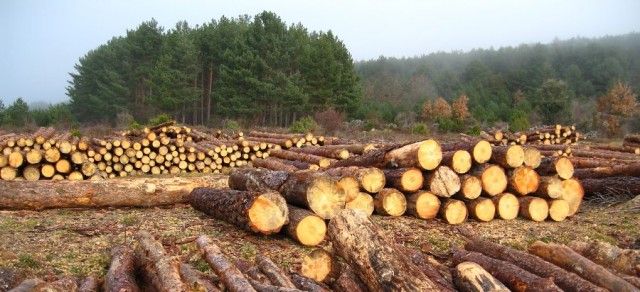 La deforestación en Brasil podría suponer un aumento de 1,45°C para 2050

